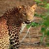 Acme Travels Yala Leopard