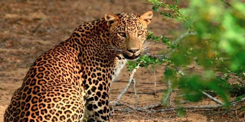 Acme Travels Yala Leopard